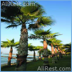 Hawaii Grand Hotel 21